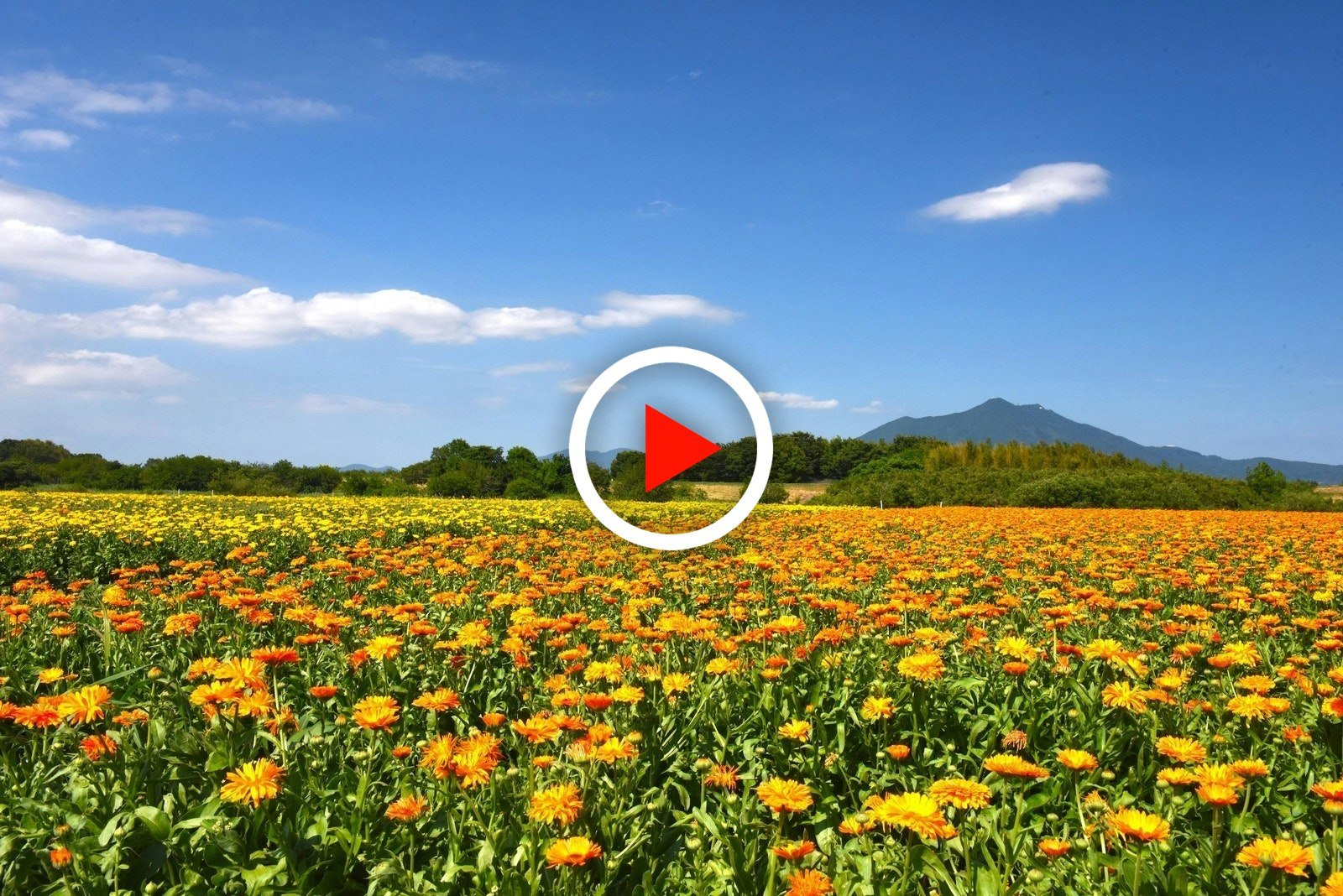 🛣️ 시모쓰마 도로 휴게소(미치노에키 시모쓰마) 이미지 8